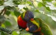 птицы, клюв, пара, перья, попугай, радужный лорикет, многоцветный лорикет