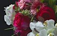 цветы, розы, букет, орхидея, гербера