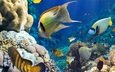 рыбы, океан, кораллы, риф, подводный мир