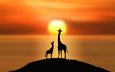 солнце, силуэты, холм, жирафы
