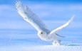 сова, снег, зима, крылья, птица, взлёт, белая, полярная