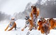 тигр, снег, зима, прыжок, игра, стойка, тигры
