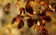 ветка, природа, листья, макро, листва, осень, осенние листья, janet photography