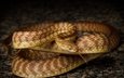 змея, язык, чешуя, рептилия, пресмыкающиеся, коричневая древовидная змея, cameron de jong