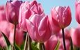цветы, бутоны, макро, весна, тюльпаны, розовые