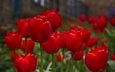 цветы, бутоны, весна, тюльпаны, красные тюльпаны