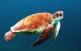 черепаха, панцирь, океан, морская черепаха