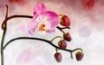цветок, бутон, орхидея