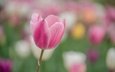 цветок, лепестки, весна, розовый, тюльпан