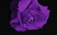 цветок, роза, лепестки, фиолетовый, черный фон