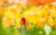 фон, цветок, размытость, весна, тюльпан