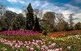 цветы, деревья, великобритания, разноцветные, сад, тюльпаны, уэльс, botanic gardens, swansea