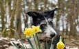 цветы, фон, собака, весна, нарциссы, бордер-колли, pogmomadra