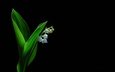 цветы, фон, черный фон, ландыш, convallaria majalis