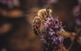 цветы, макро, насекомое, фон, лаванда, пчела