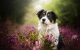 цветы, природа, собака, животное, пес, травы, dackelpuppy, blake