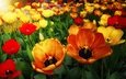 цветы, природа, бутоны, лепестки, весна, тюльпаны