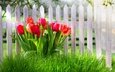 цветы, трава, забор, красные, весна, тюльпаны