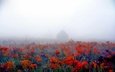цветы, природа, фон, туман, поле, дом