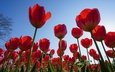 небо, цветы, весна, тюльпаны