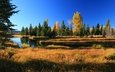 деревья, река, горы, осень, сша, вайоминг, гранд-титон, гранд -титон национальный парк