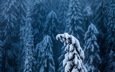 деревья, снег, лес, зима, ели, верхушки