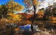 деревья, вода, отражение, листва, осень