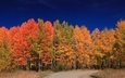 дорога, деревья, лес, листья, осень, сша, вайоминг, гранд-титон