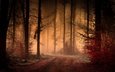 дорога, деревья, лес, листья, туман, осень