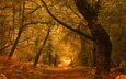 дорога, деревья, лес, листва, осень