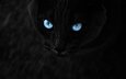 глаза, кот, усы, взгляд, черный, темный фон, голубые глаза