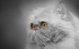 глаза, портрет, мордочка, взгляд, монохром, персидская кошка