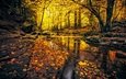 камни, лес, листья, ручей, осень, германия