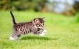 трава, кошка, котенок, прыжок, малыш, лапки