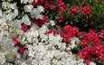 цветы, красные, белые, азалия, рододендрон
