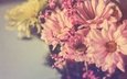 цветы, лепестки, букет, хризантемы, боке