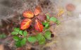 природа, листья, макро, фон, краски, осень, паутина, веточки