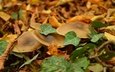 листва, осень, грибы