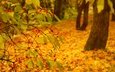 природа, фон, листва, осень