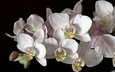 цветы, макро, черный фон, белая, орхидея