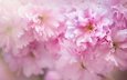 цветение, макро, весна, розовый, сакура