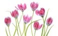 цветение, макро, весна, тюльпаны, розовые, белый фон