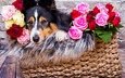 морда, цветы, розы, взгляд, собака, корзина, шелти, шетландская овчарка