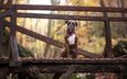 листья, мост, взгляд, осень, собака, друг, боксер