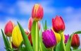небо, цветение, бутоны, капли, разноцветные, весна, тюльпаны