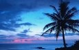 небо, вечер, берег, пальмы, океан