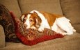 подушки, собака, лежит, отдыхает, диван, спаниель, бретонский эпаньоль, эпаньоль