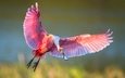 полет, крылья, птица, клюв, перья, ибис, розовая колпица