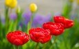 природа, бутоны, макро, лепестки, сад, весна, тюльпаны, karsten gieselmann