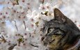 глаза, природа, дерево, цветение, мордочка, усы, кошка, взгляд, котенок, весна